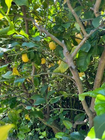 놀리 Casa Limoneto 아파트 외부 사진